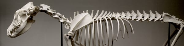 Backbone.js and AngularJS at HannoverJS